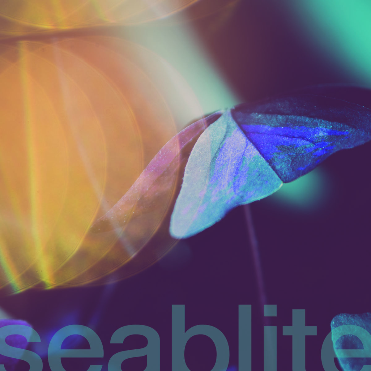 seablite | Breadcrumbs | 3hive.com